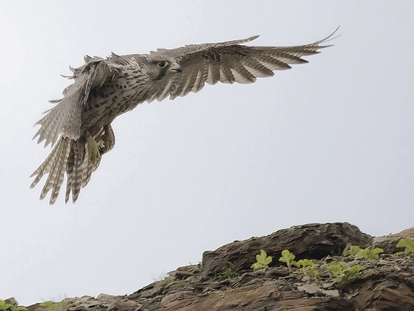 Tunturihaukka, Gyr Falcon, Falco rusticolus